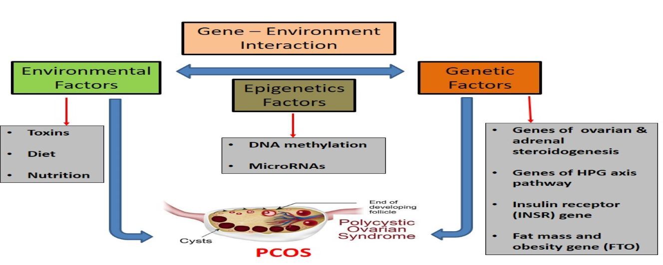 "General Overview of Polycystic Ovary Syndrome (PCOS)."